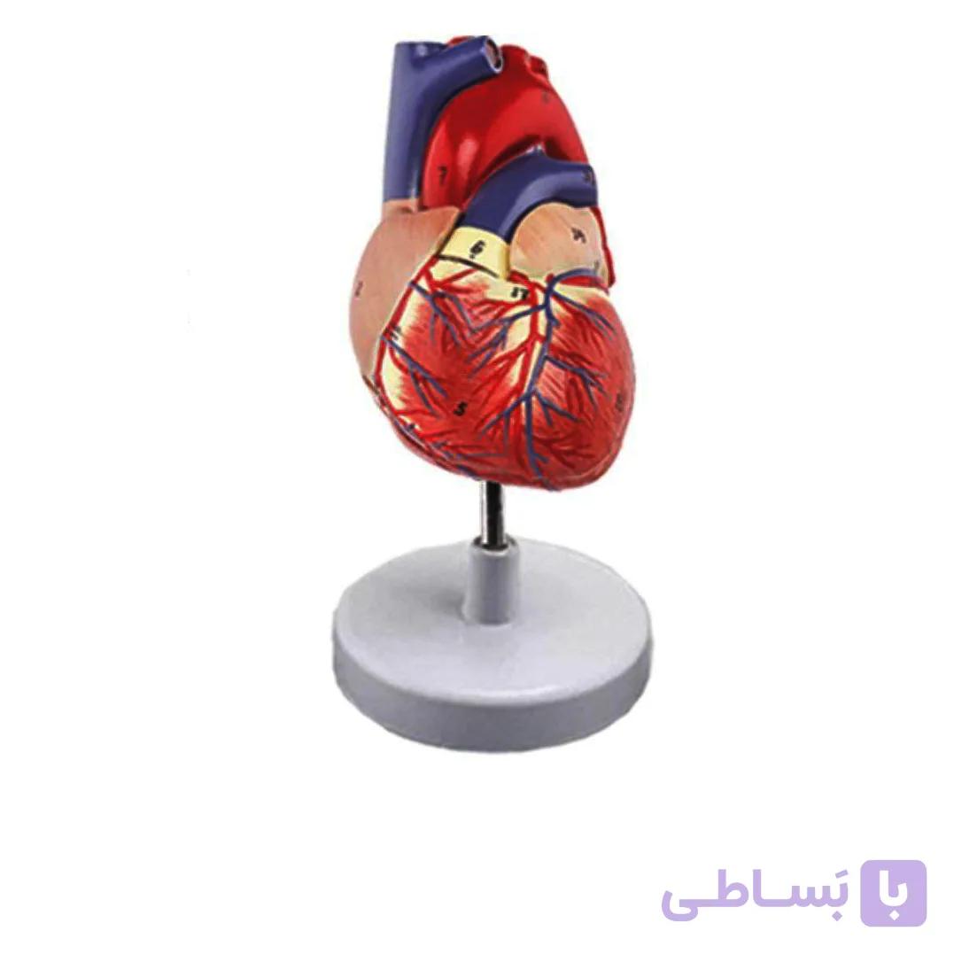 مولاژ قلب (اندازه طبیعی) — تصویر 1