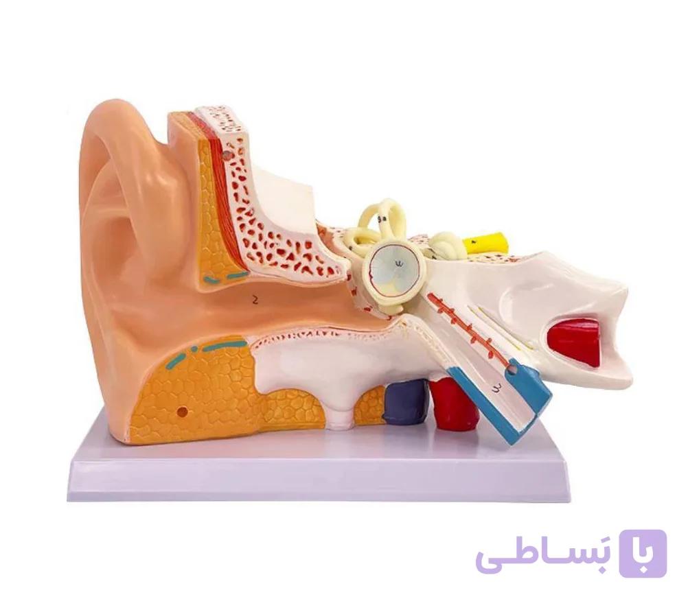مولاژ گوش انسان — تصویر 1