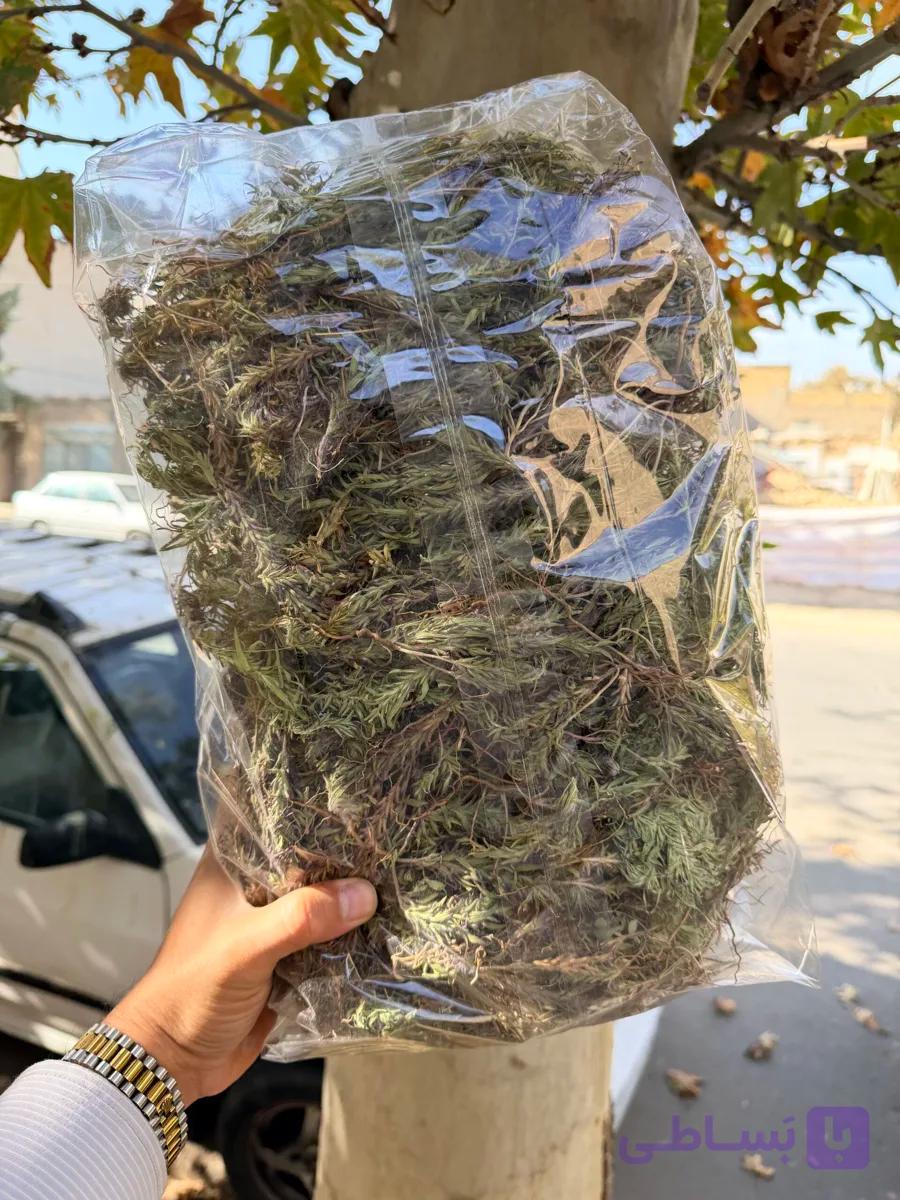 کاکوتی شاخه 1 کیلویی آقای زعفران — تصویر 1