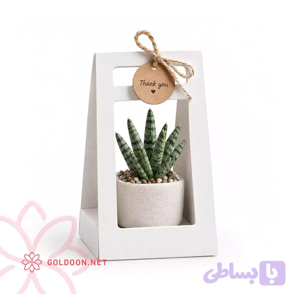 باکس هدیه کاکتوس و ساکولنت کد 002 — تصویر 1