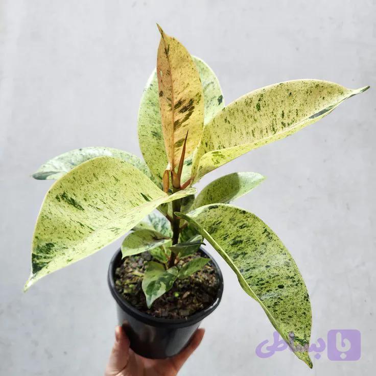 فیکوس الاستیکا ببری — تصویر 1