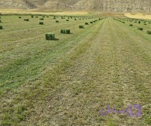 یونجه پرس