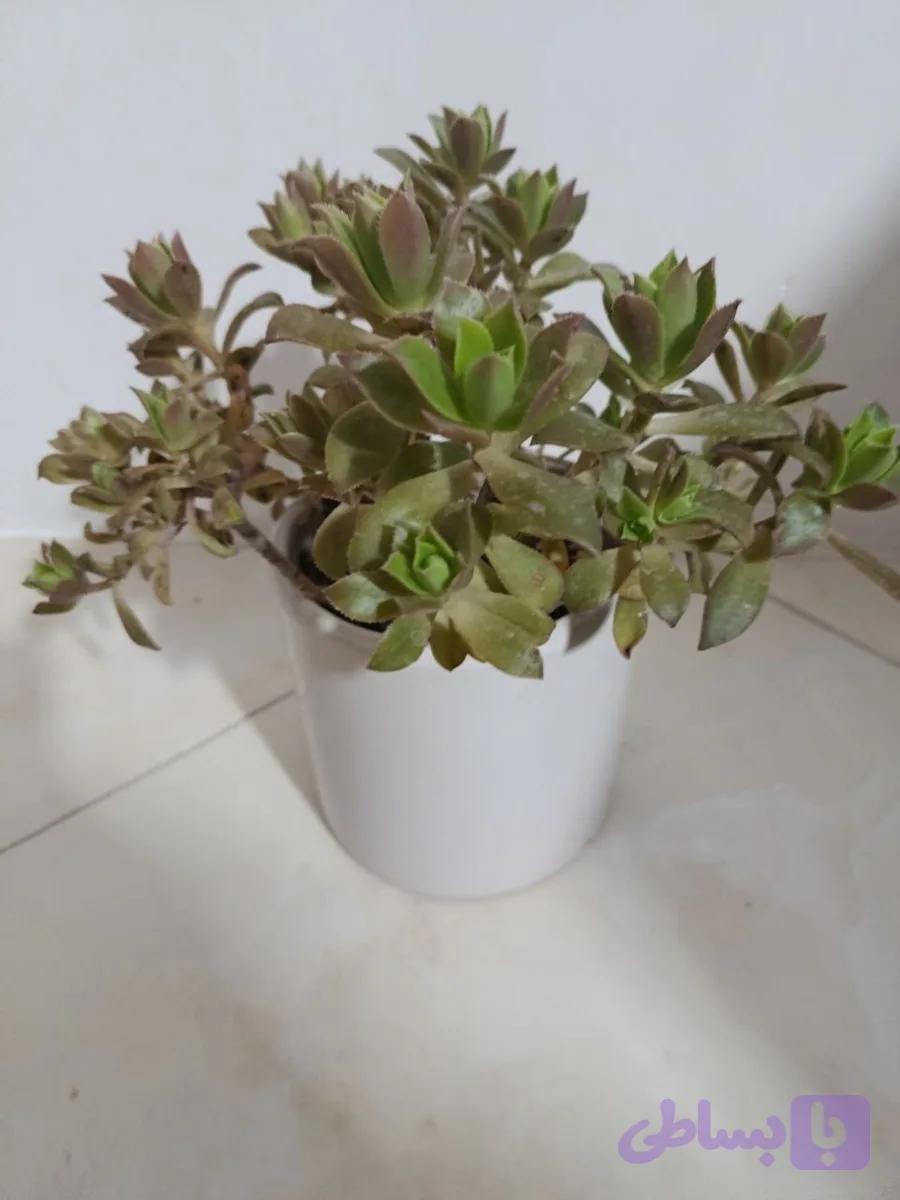 گل ساکلوئنت سرامیکی