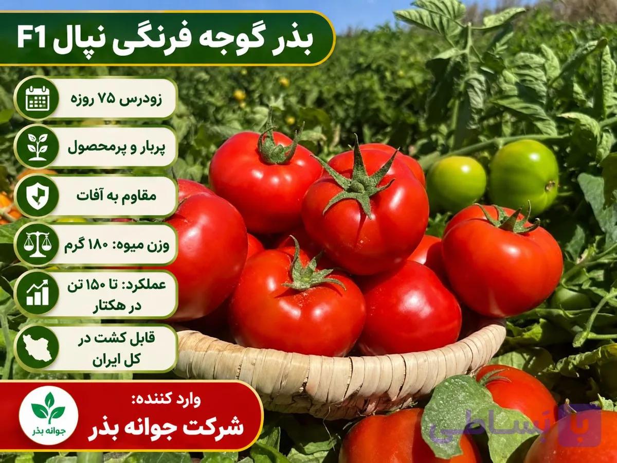 بذر گوجه فرنگی نپال — تصویر 1