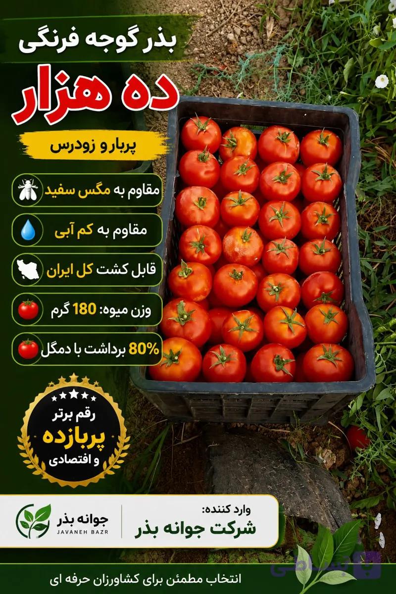 بذر گوجه فرنگی ده هزار — تصویر 1
