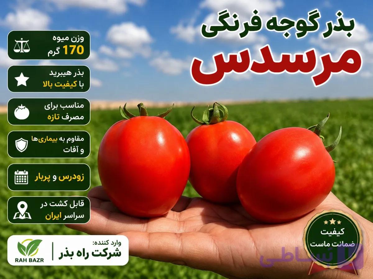 بذر گوجه مرسدس
