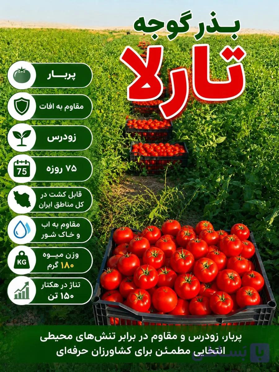 بذر گوجه تارلا — تصویر 1