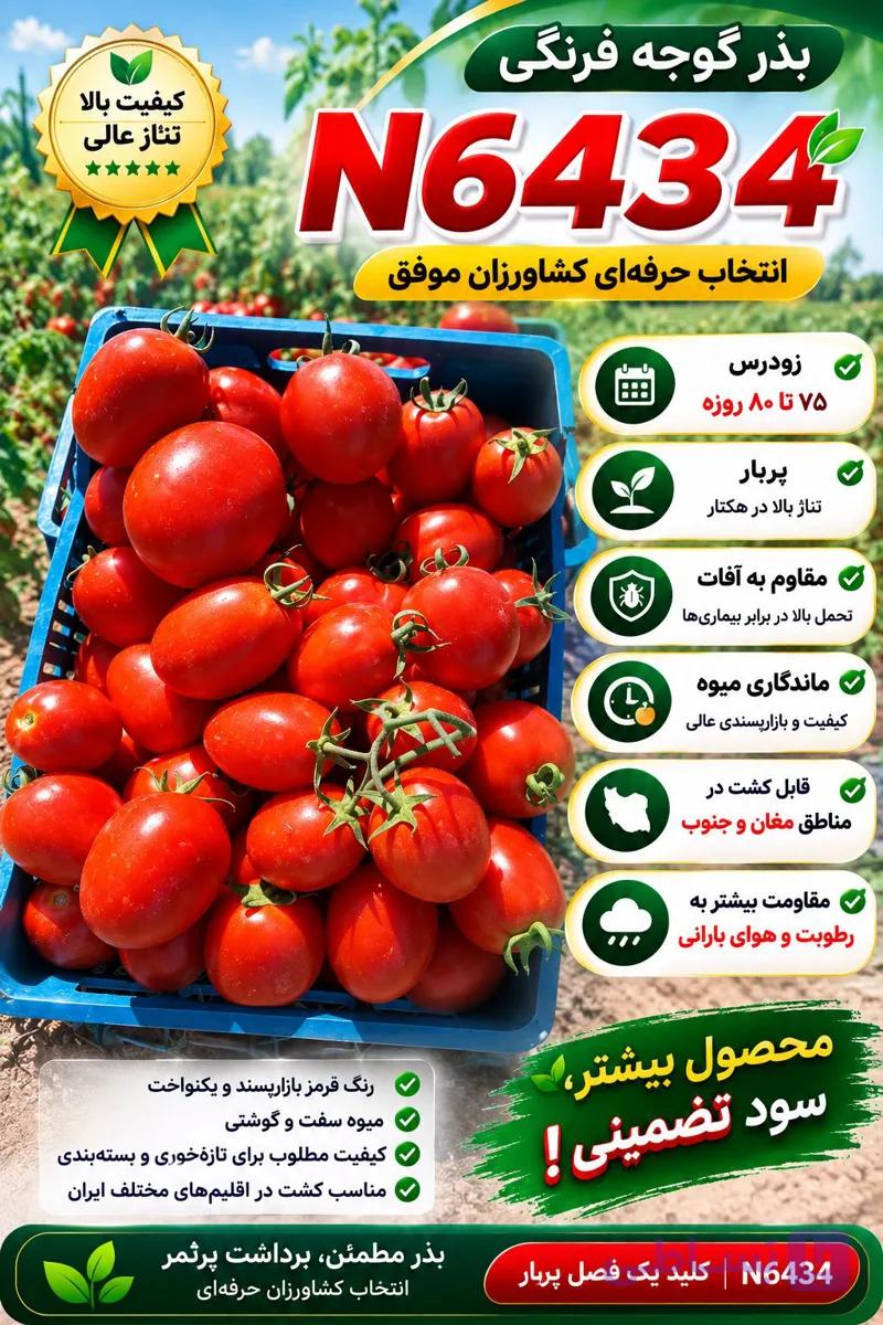 بذر گوجه فرنگی جلگه — تصویر 1