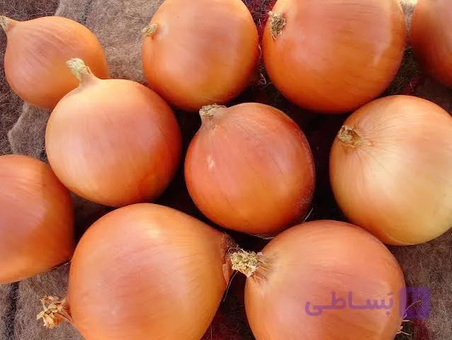 بذر پیاز طلایی دایان