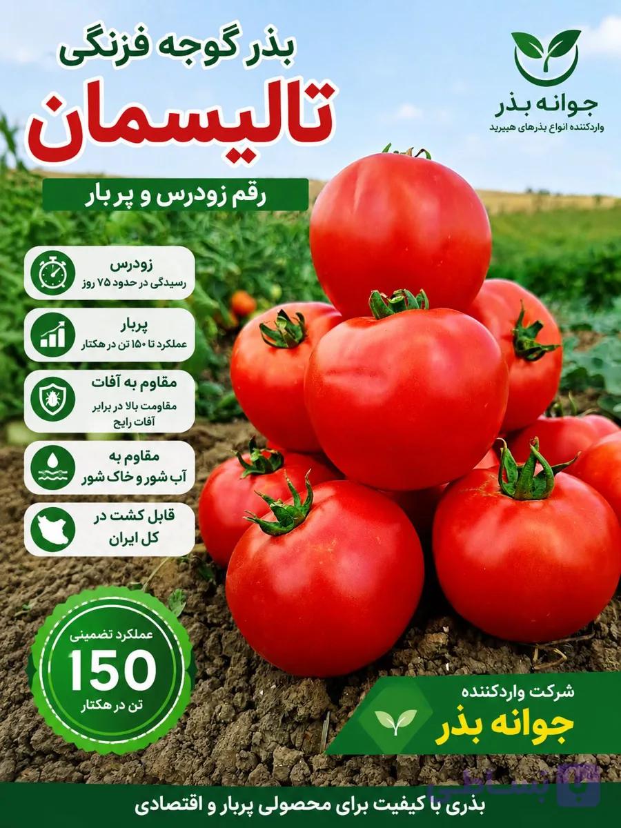 بذر گوجه فرنگی تالیسمان — تصویر 1