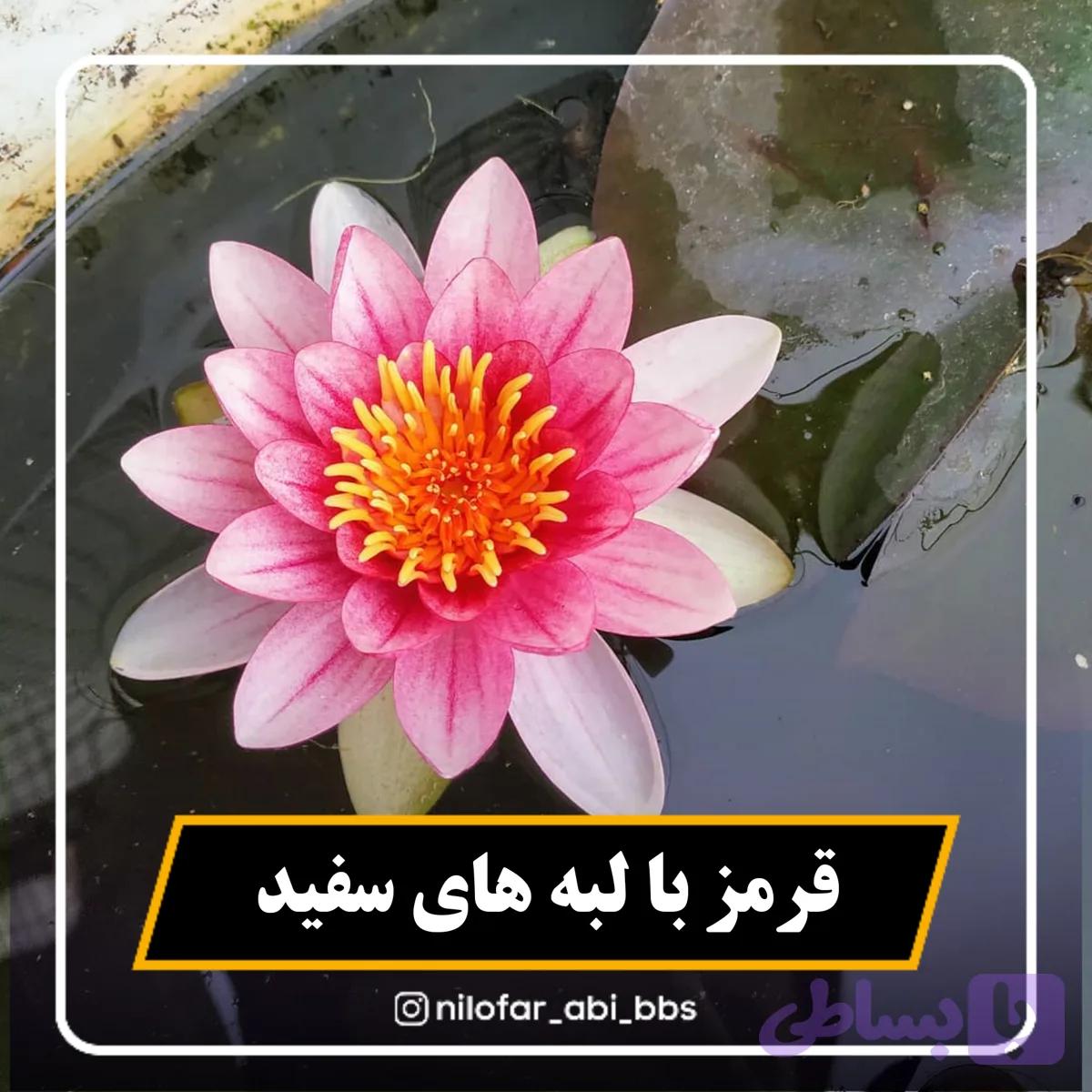 نیلوفر آبی هلندی قرمز با لبه روشن ( بوته )