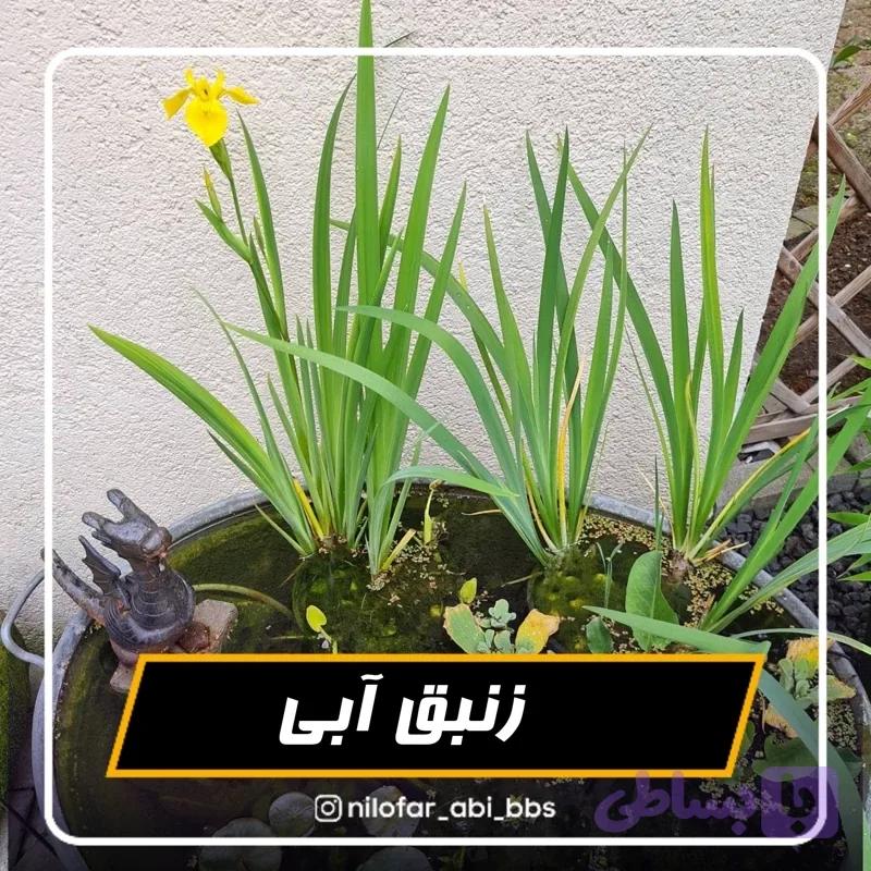 زنبق آبی ( بوته)