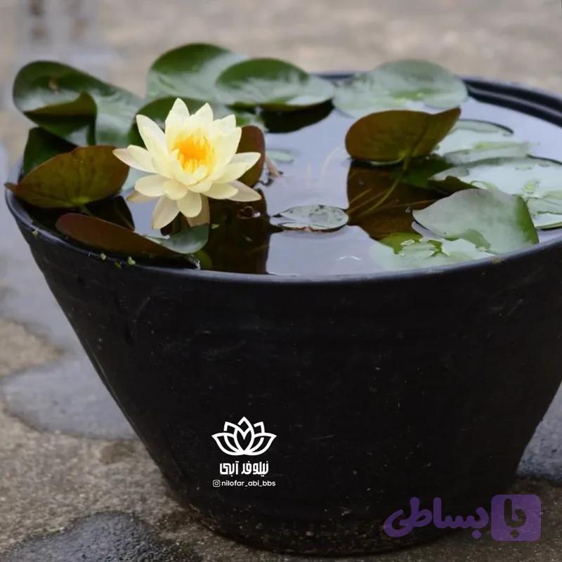 نیلوفرآبی لیمویی هلندی ( بوته )