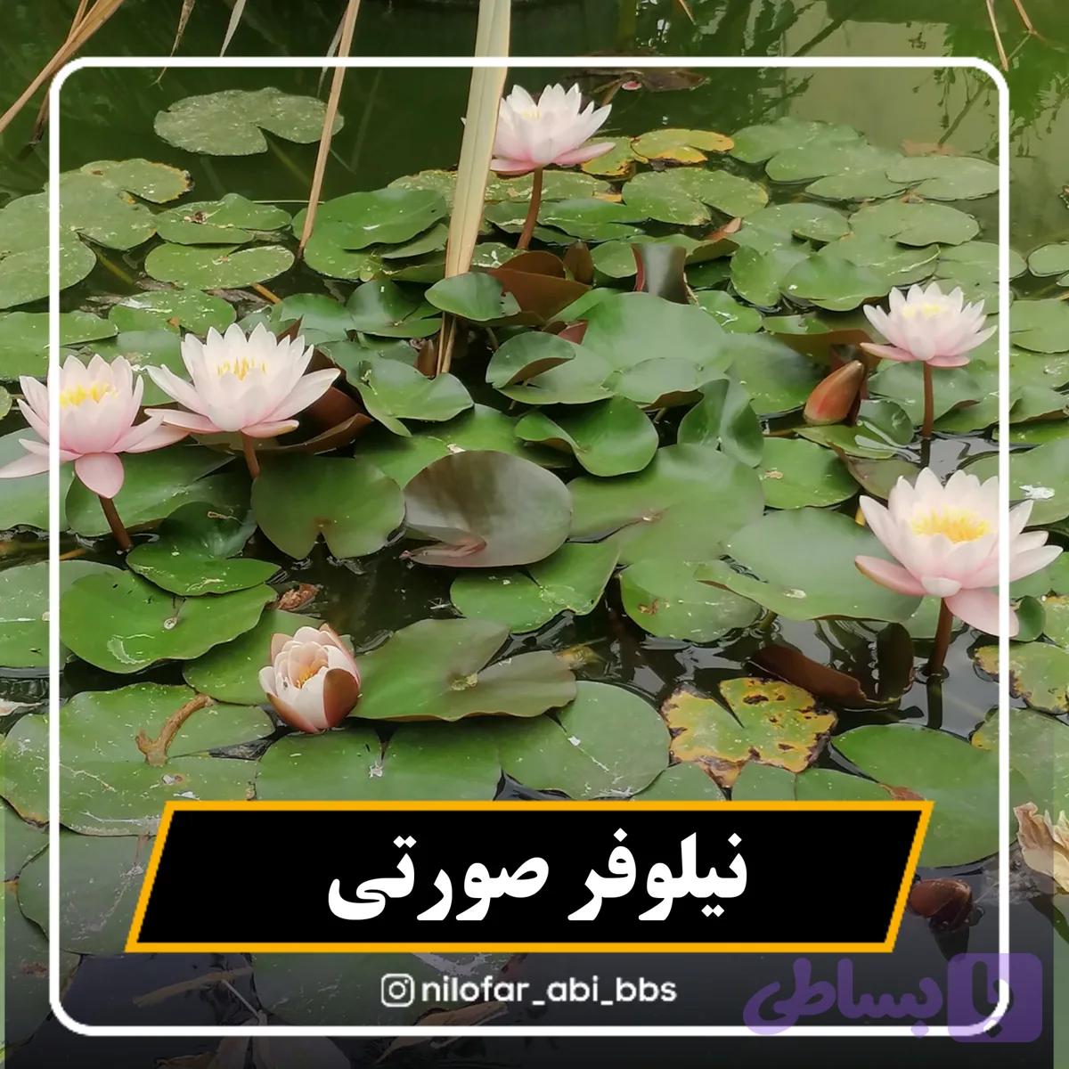 نیلوفر آبی سرخ آبی و صورتی هلندی ( بوته)