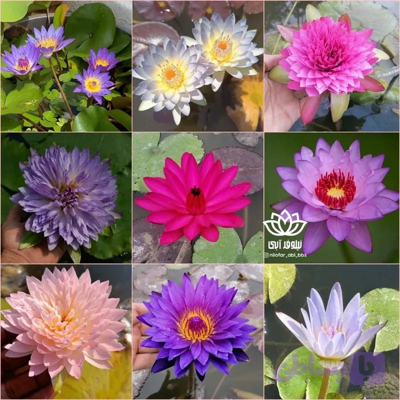 نیلوفر آبی گرمسیری Tropical (ریزوم ) قبل ثبت سفارش هماهنگ کنید