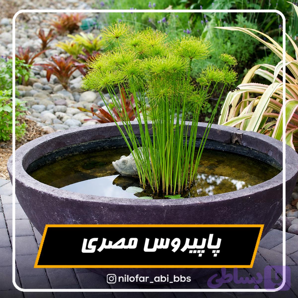پاپیروس مصری ( بوته )