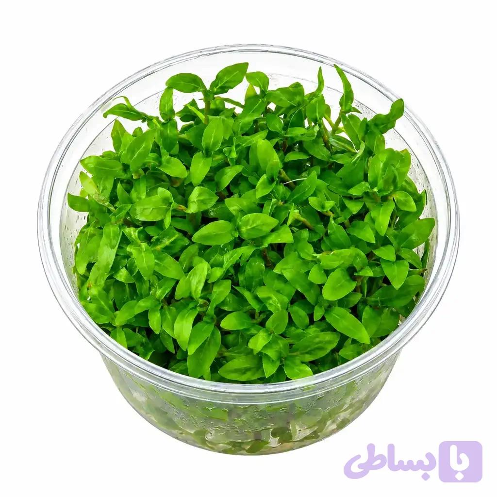 گیاه آکواریوم استروژن (کشت بافت) — تصویر 1