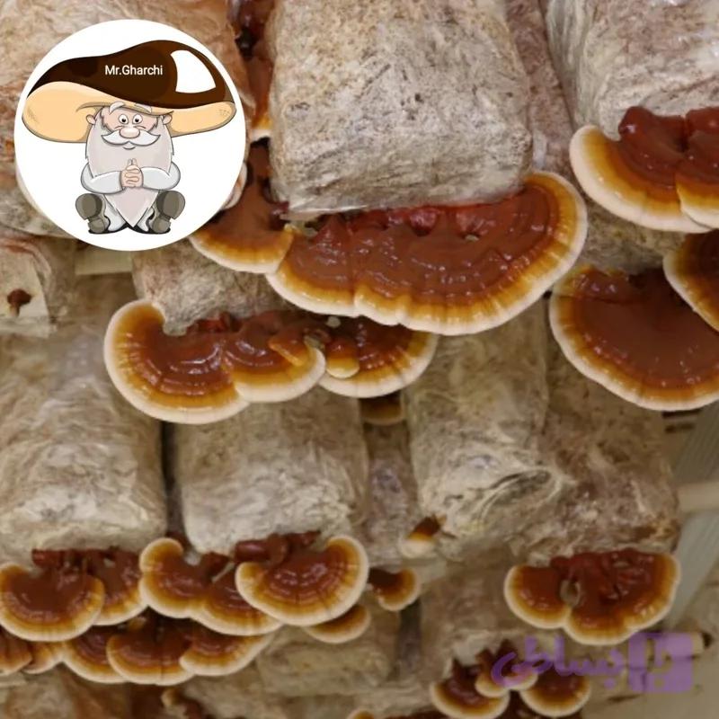 بذر قارچ شاه صدف یک کیلو دویست گرمی