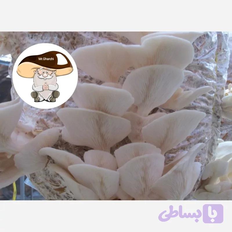 بذر قارچ صدفی سفید یک کیلو دویست گرمی