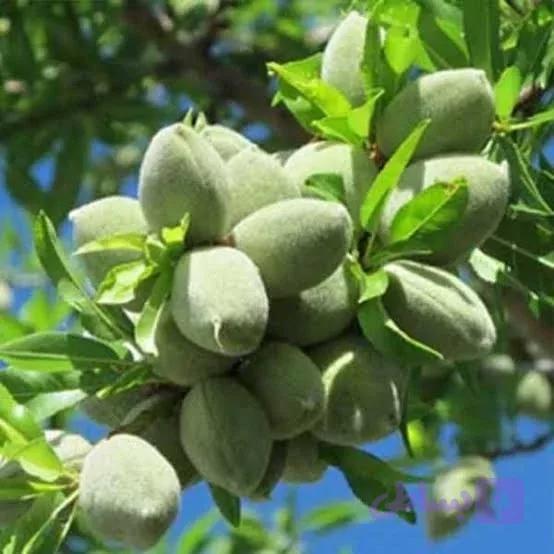 نهال بادام مامایی (کد 2F5YI)