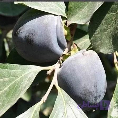 نهال خرمالو سیاه