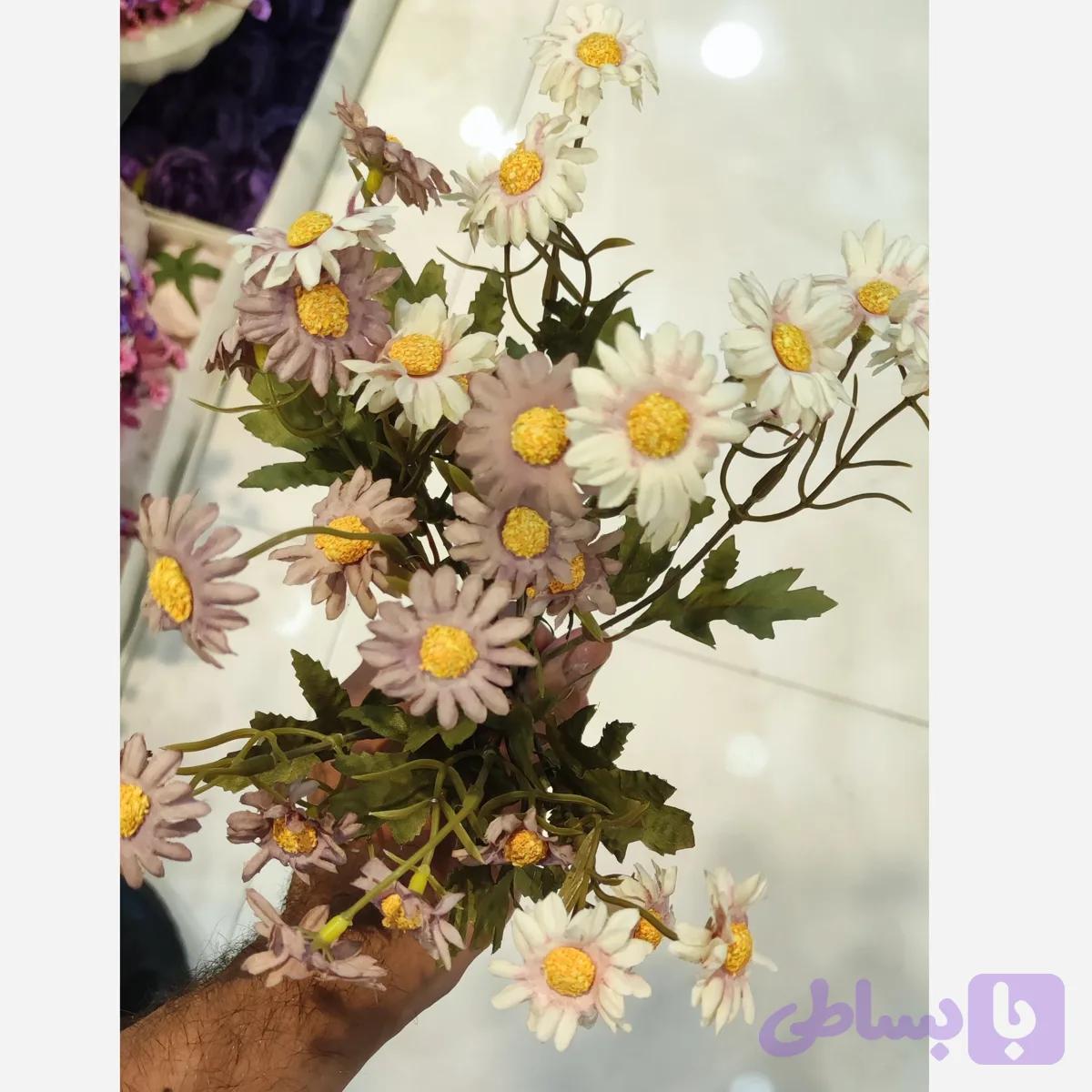 بوته بابونه ریز وحشی
