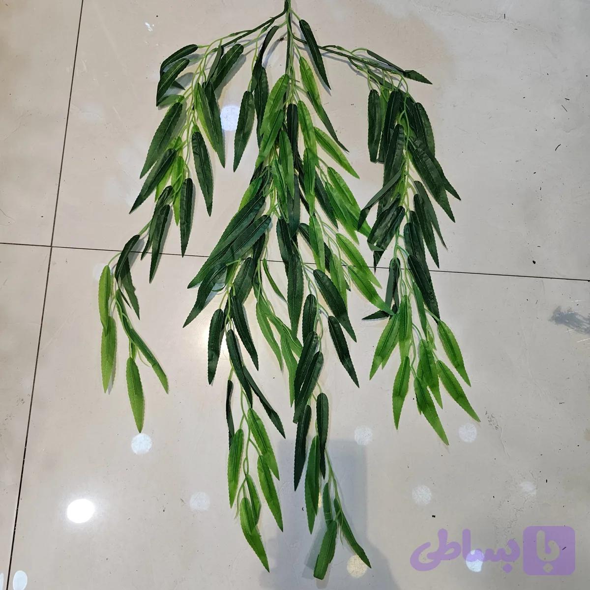 شاخه اوکالیپتوس