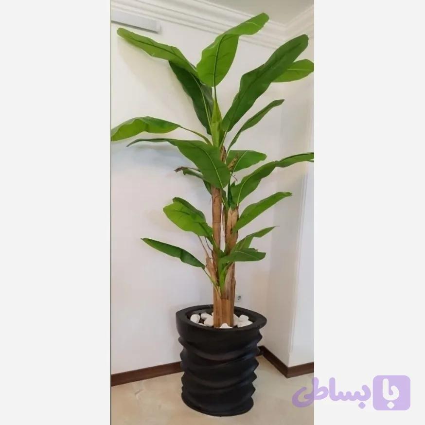 درختچه موز سه تنه وارداتی