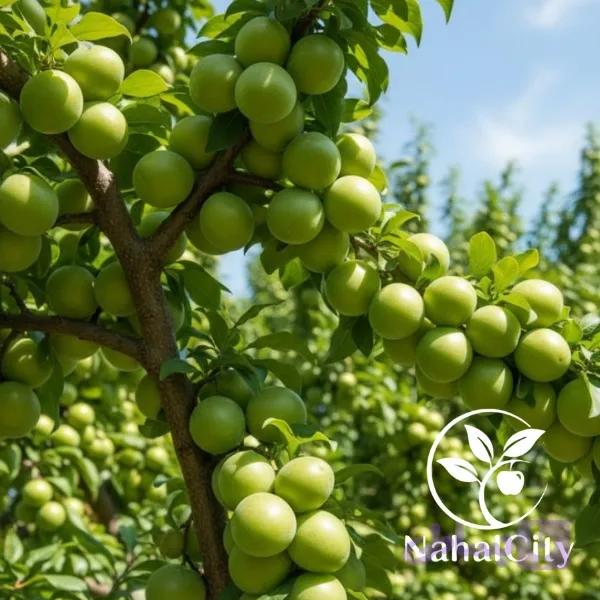 نهال گوجه سبز سررودی