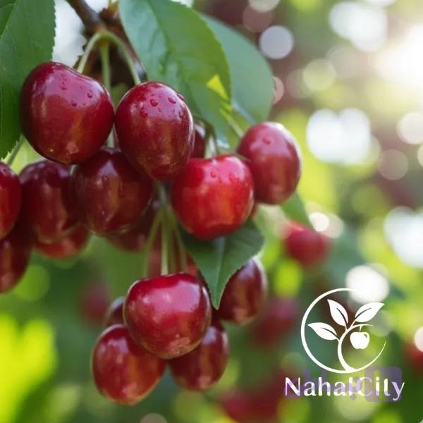 نهال گیلاس ناپلئونی