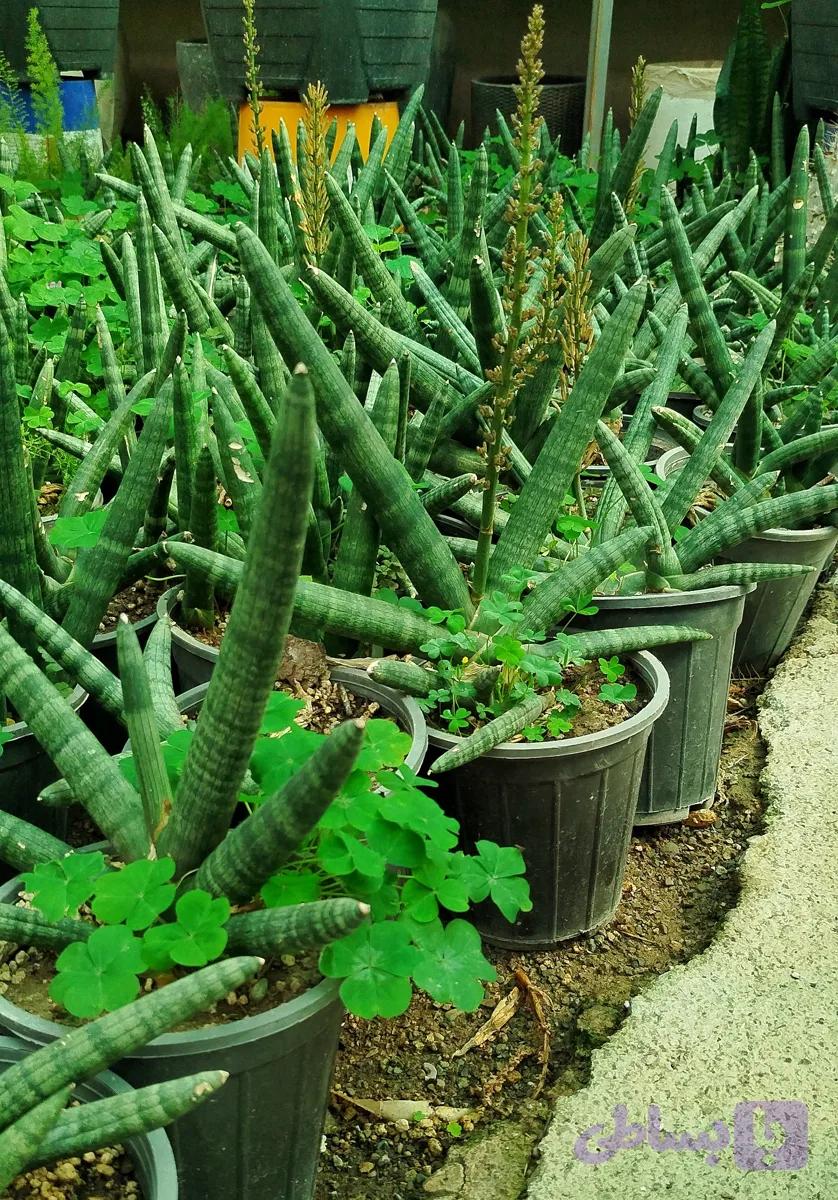 گیاه طبیعی سانسوریا بونسل لوله ای