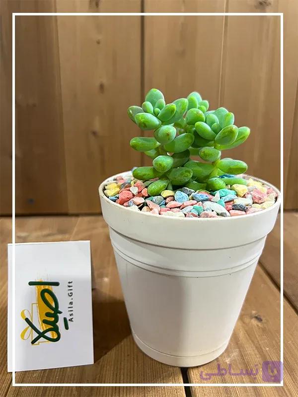 گلدان ساکولنت سدوم — تصویر 1