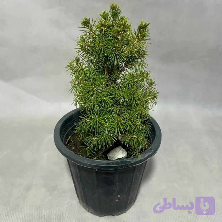 کاج نانای کوچیک — تصویر 1
