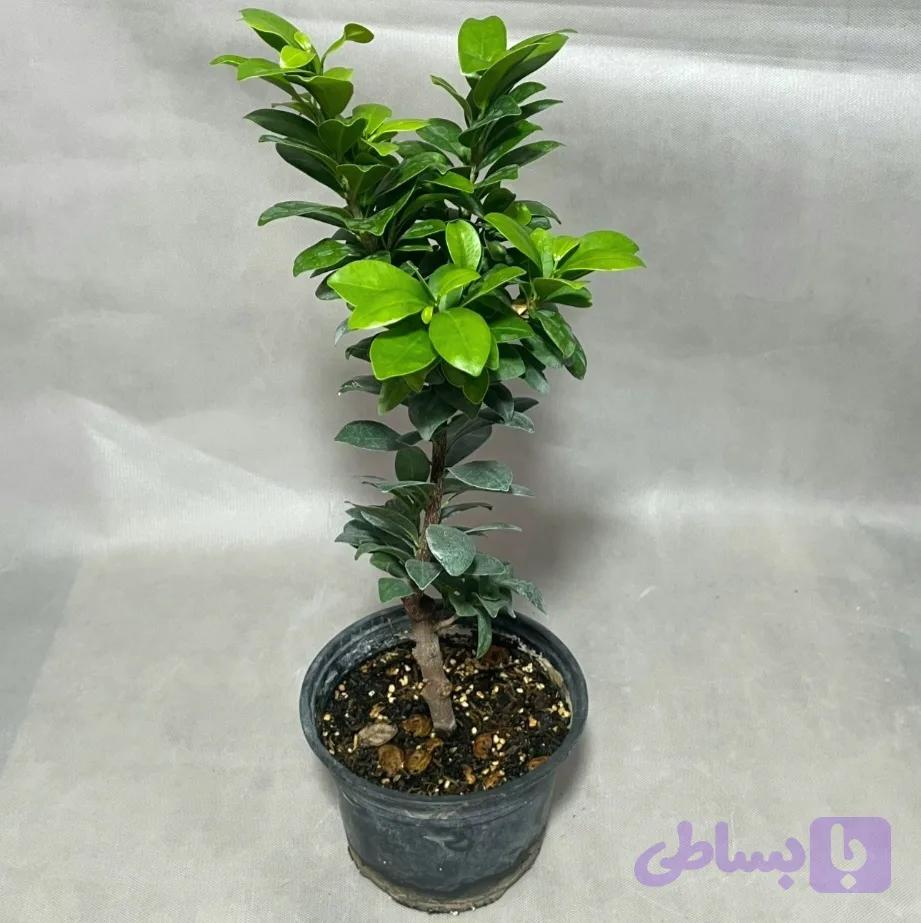 بنجامین مینیاتوری — تصویر 1