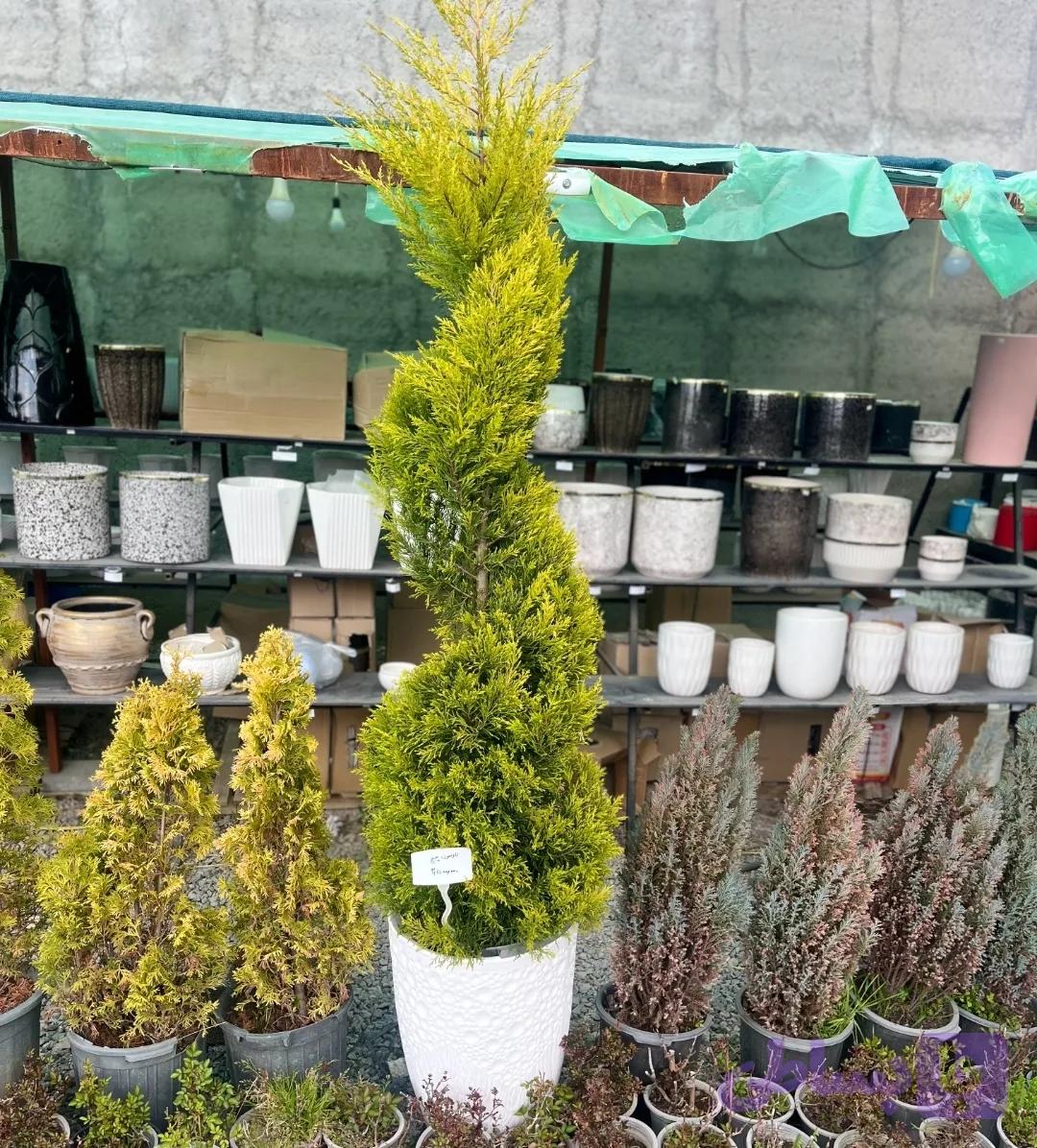 پیچ لوسون (یه گیاه پیچ پیچی) — تصویر 1