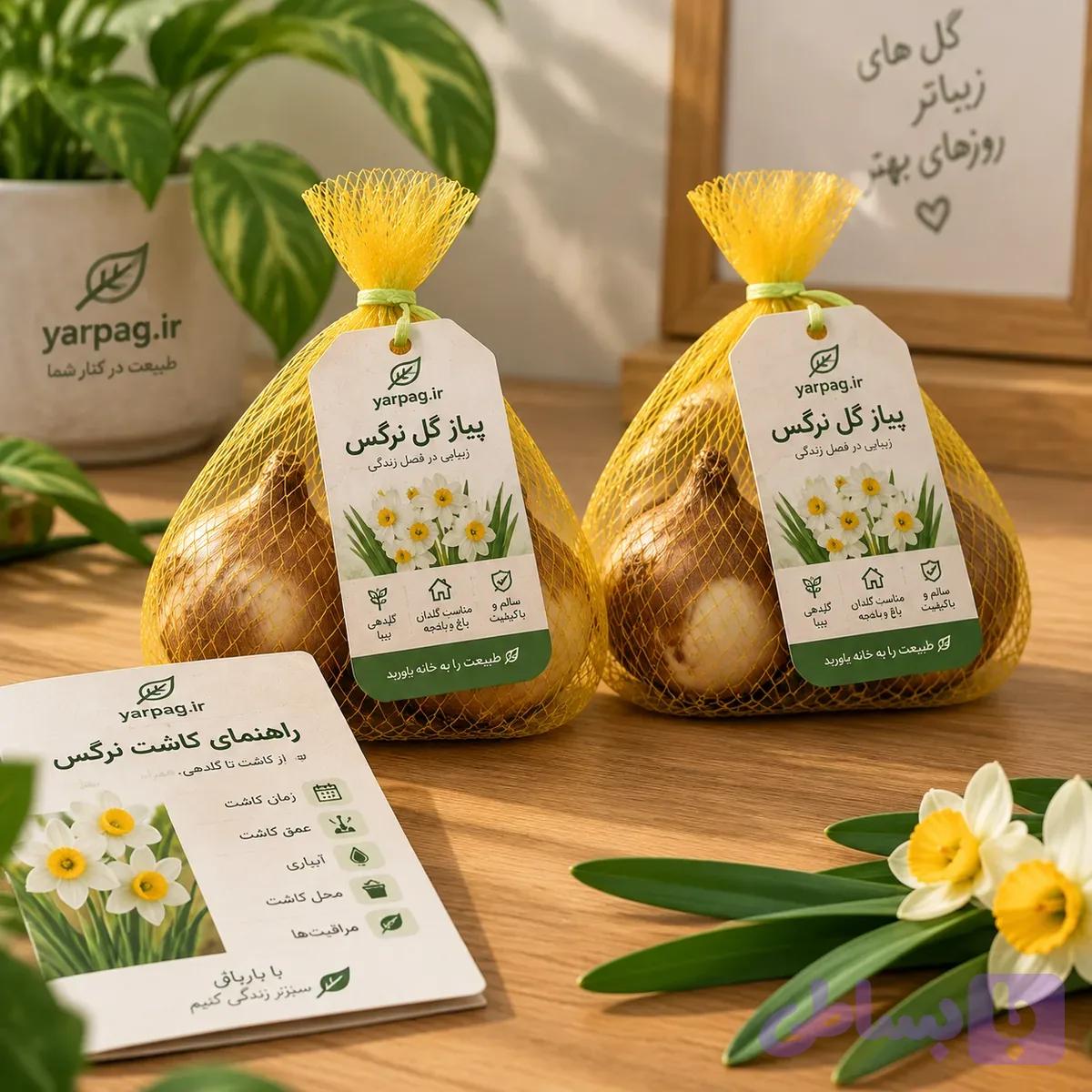 پیاز گل نرگس بسته ۲ عددی | مناسب کاشت در گلدان و باغچه