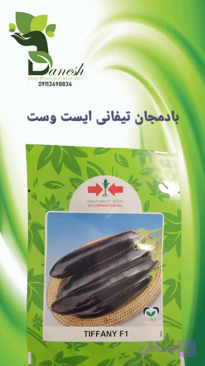 بذر بادمجان هیبرید تیفانی شرکت ایست وست