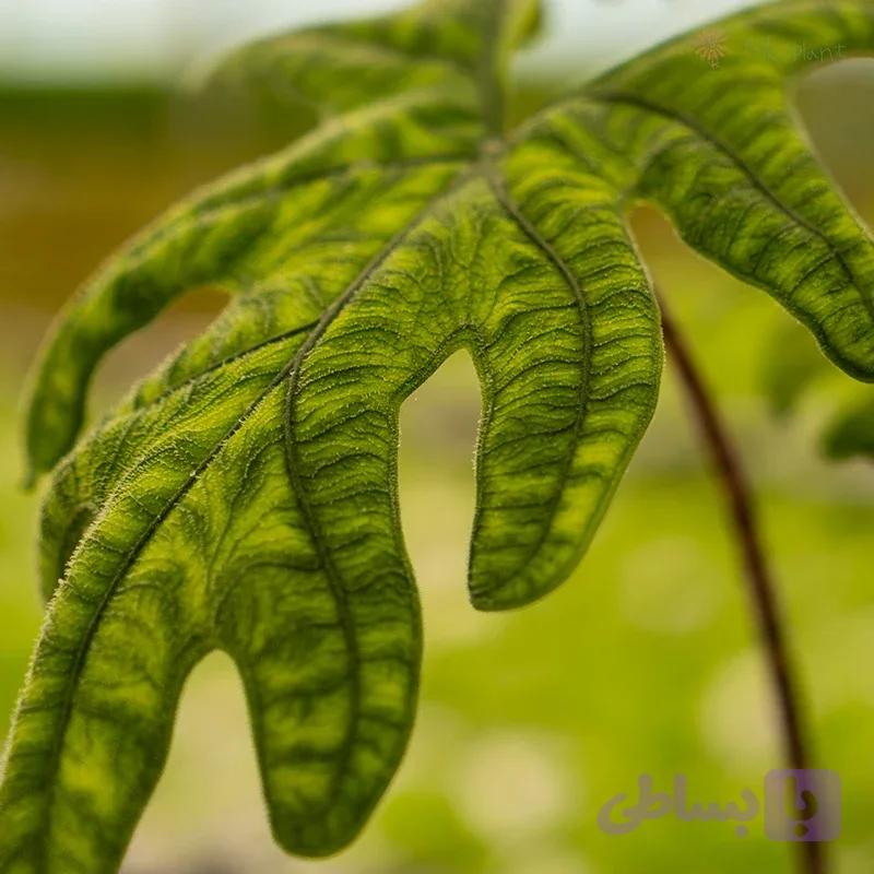 آلوکازیا ژاکلین — تصویر 1