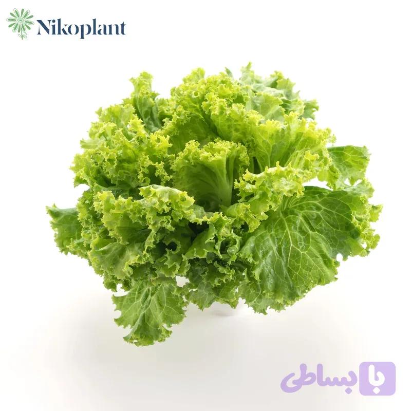 کاهو فرانسوی — تصویر 1