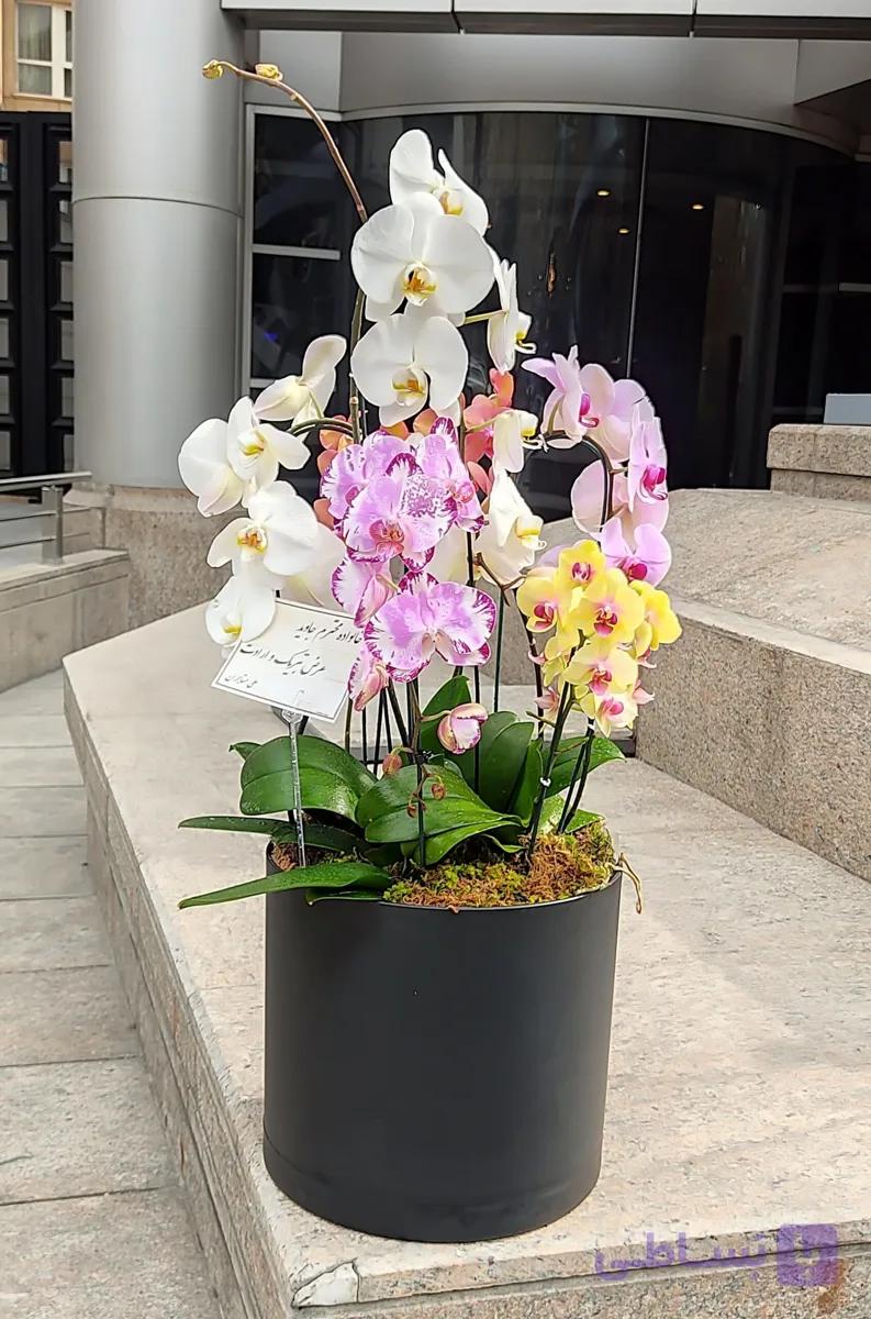 گلدان ارکیده کد 06