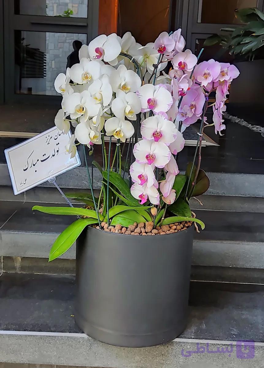 گلدان ارکیده کد 01