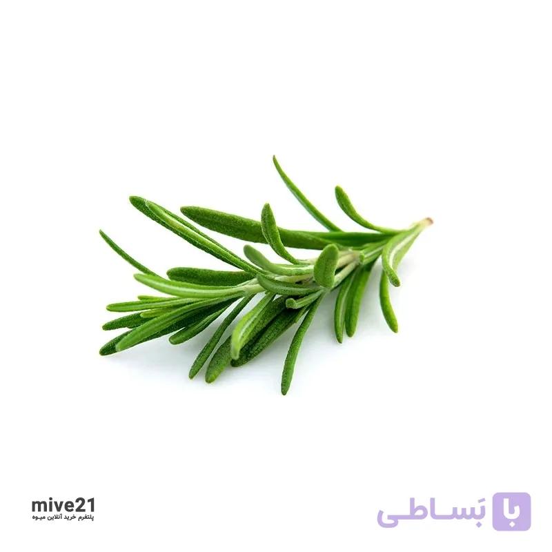 رزماری