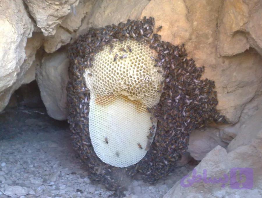 عسل وحشی کوهی