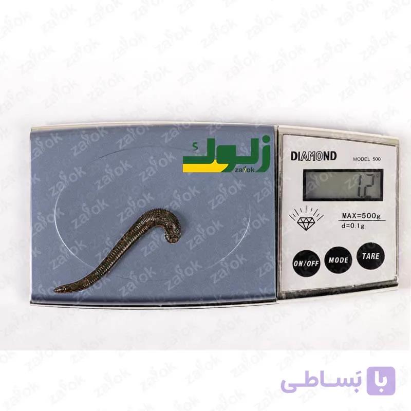 پکیج زالوی طبی پزشکی پرورشی – 6 الی 9 سانت — تصویر 1