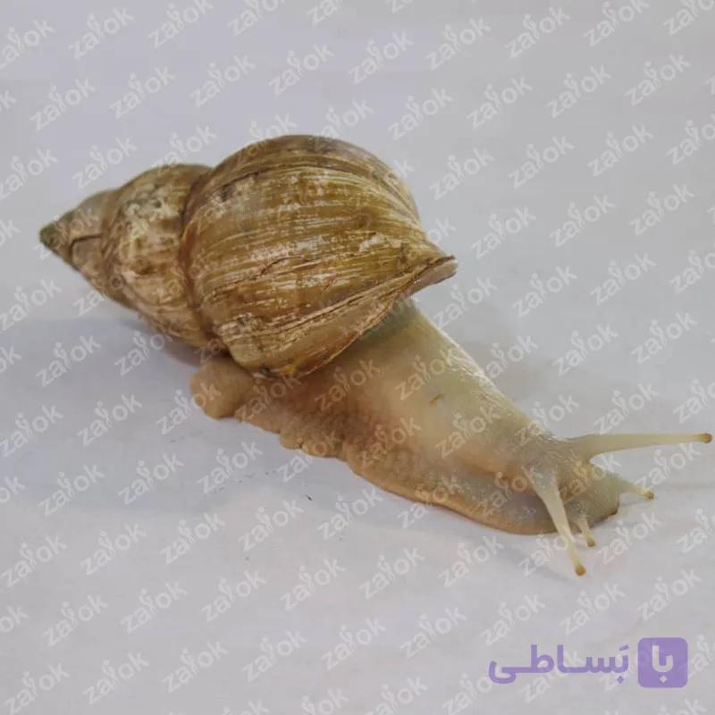 حلزون طبی پرورشی — تصویر 1