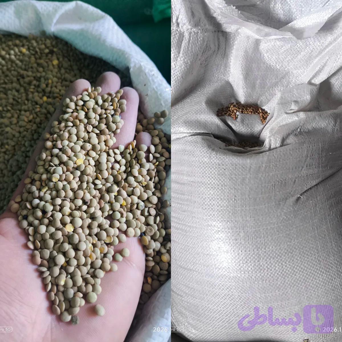 عدس ریز روس فی :160