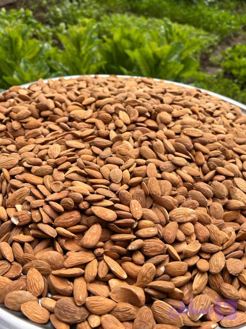 مغز بادام درختی ایرانی
