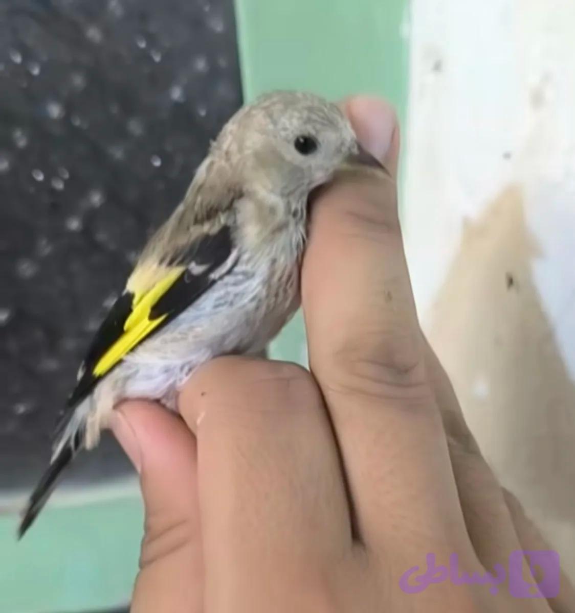 جوجه سهره ،کا بهزاد(موجود در فروشگاه)