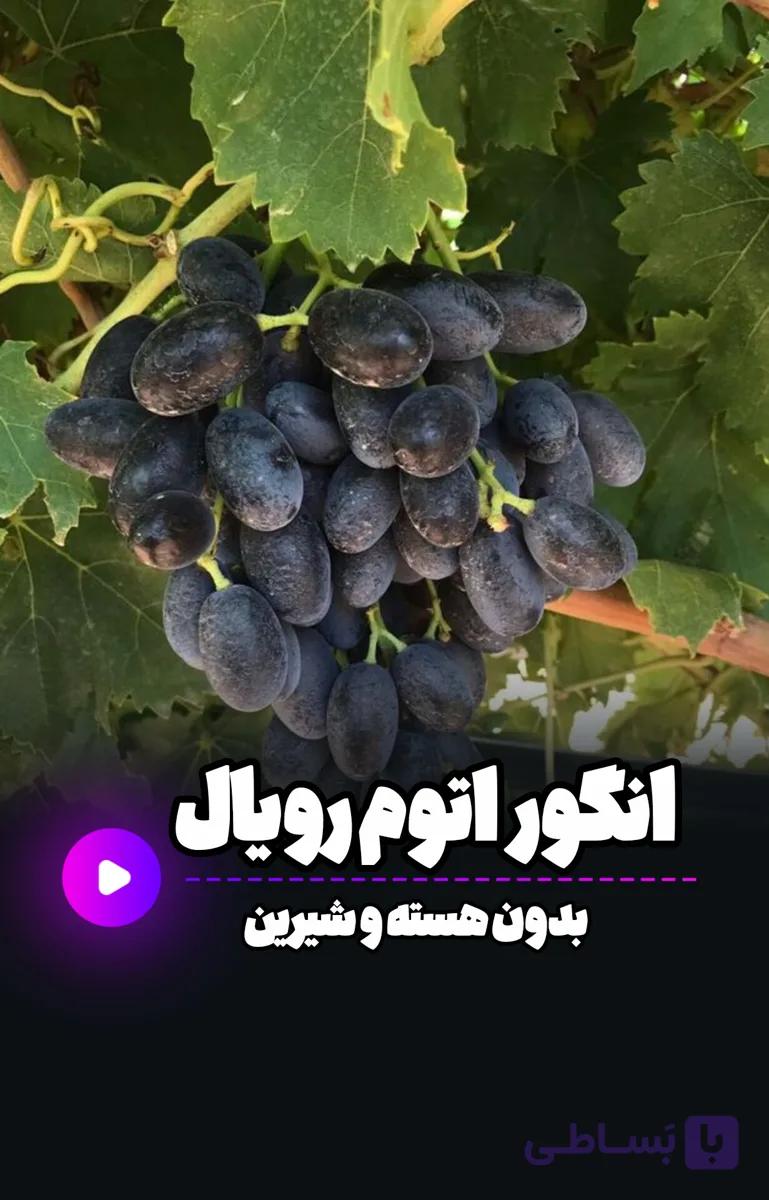نهال اتوم رویال