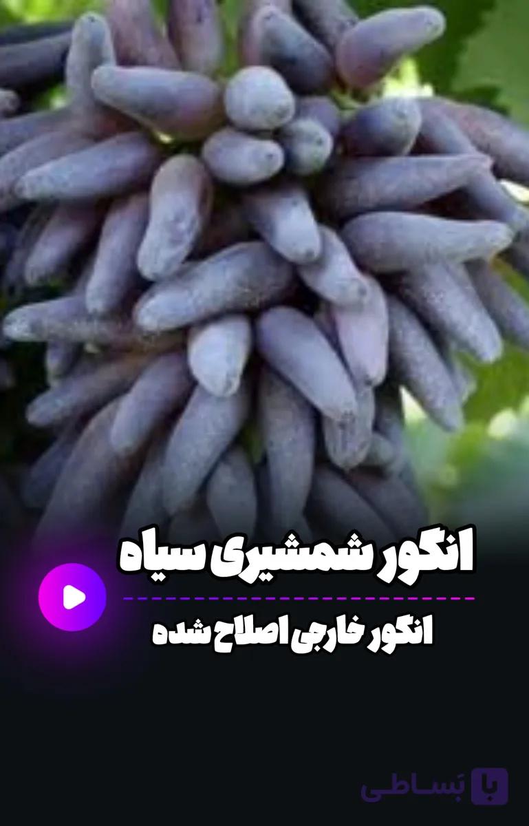 نهال شمشیری سیاه
